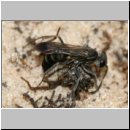 Pompilus cinereus - Wegwespe w34 10mm beim Spinnendiebstahl.jpg